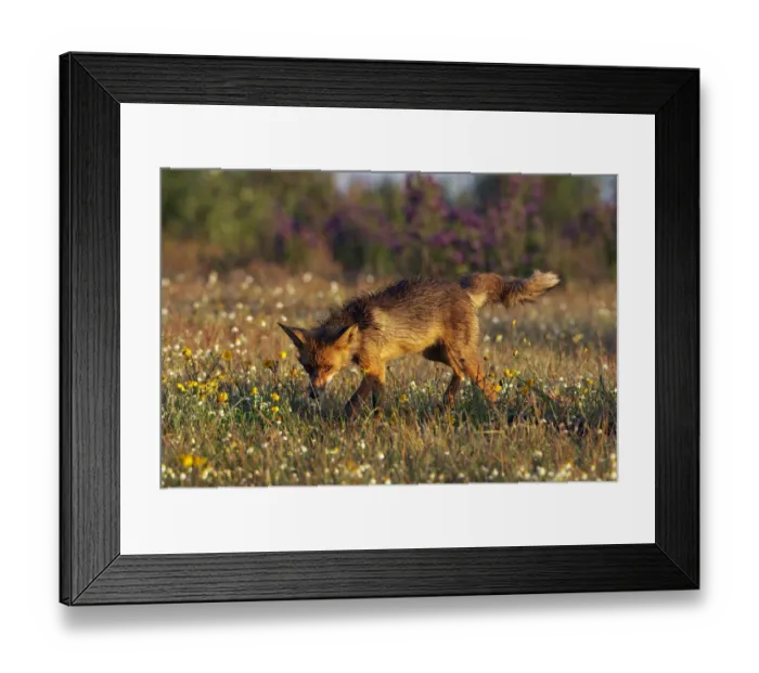 Framed Print : Red fox (Vulpes vulpes) in wildflower meadow, Extremadura, Spain, April 2009 Framed Print : Red fox (Vulpes vulpes) in wildflower meadow, Extremadura, Spain, April 2009