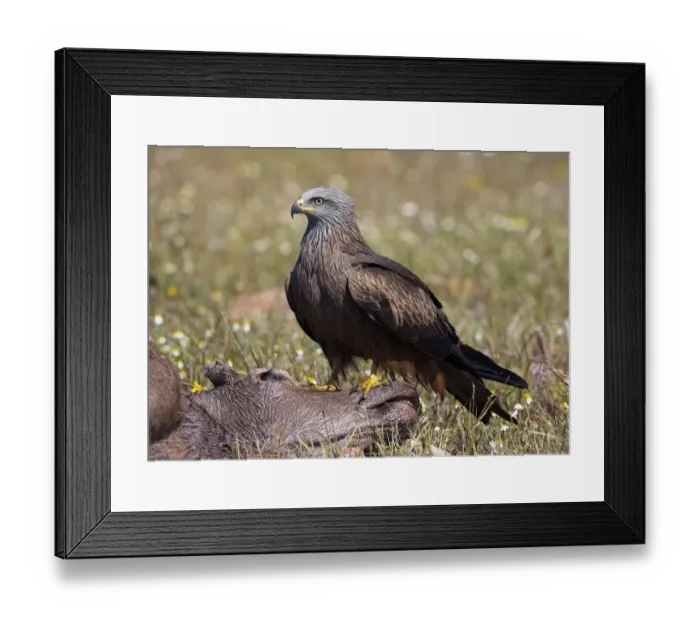 Framed Print : Black kite (Milvus migrans) on carcass, Extremadura, Spain, April 2009 Framed Print : Black kite (Milvus migrans) on carcass, Extremadura, Spain, April 2009