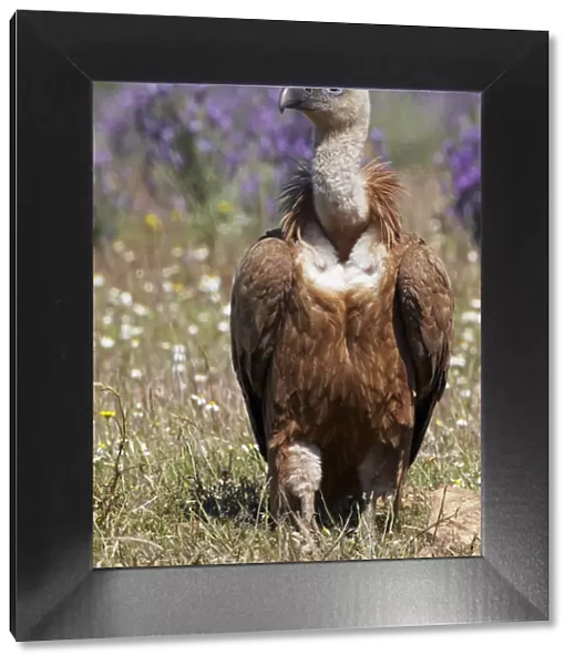 Griffon vulture (Gyps fulvus) portrait, Extremadura, Spain, April 2009