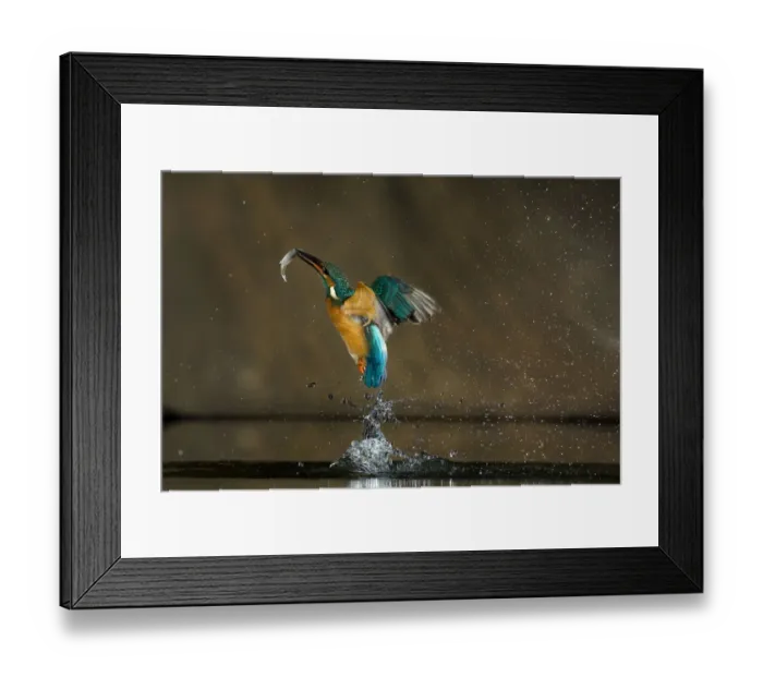 Framed Print : Kingfisher (Alcedo atthis) flying out of water with fish, Balatonfuzfo, Hungary Framed Print : Kingfisher (Alcedo atthis) flying out of water with fish, Balatonfuzfo, Hungary