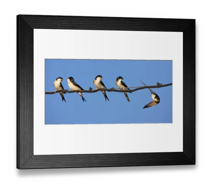 Framed Print : House martins (Delichon urbicum) perched in a row on wire, with another in flight