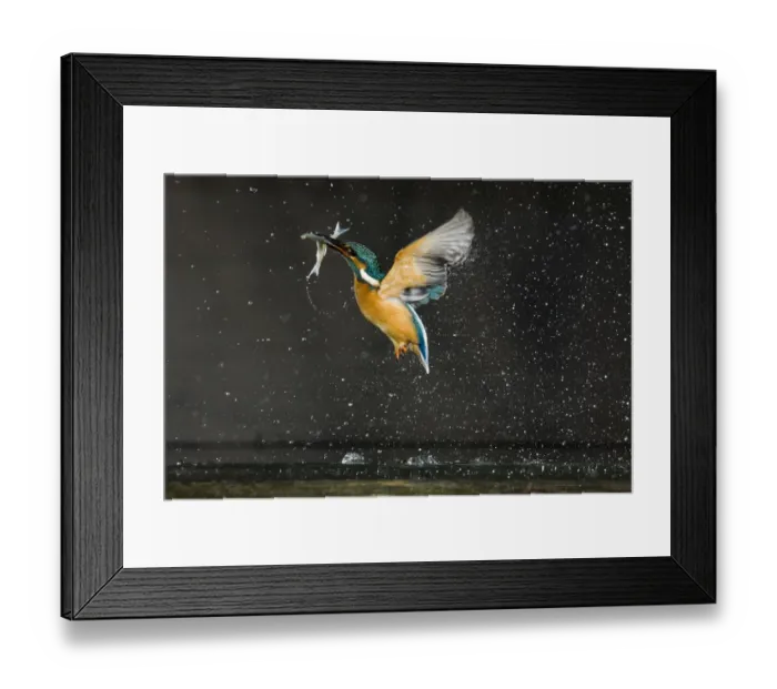 Framed Print : Kingfisher (Alcedo atthis) in flight carrying fish, Balatonfuzfo, Hungary, January 2009 Framed Print : Kingfisher (Alcedo atthis) in flight carrying fish, Balatonfuzfo, Hungary, January 2009