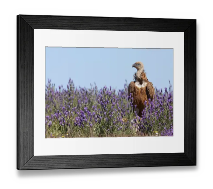 Framed Print : Griffon vulture (Gyps fulvus) amongst flowers, Extremadura, Spain, April 2009 Framed Print : Griffon vulture (Gyps fulvus) amongst flowers, Extremadura, Spain, April 2009