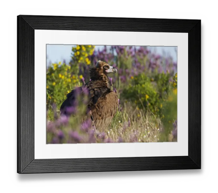 Framed Print : European black vulture (Aegyptus monacha) amongst flowers, Extremadura, Spain, April 2009 Framed Print : European black vulture (Aegyptus monacha) amongst flowers, Extremadura, Spain, April 2009