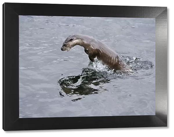 Juvenile European river otter (Lutra lutra) fishing by porpoising, River Tweed, Scotland