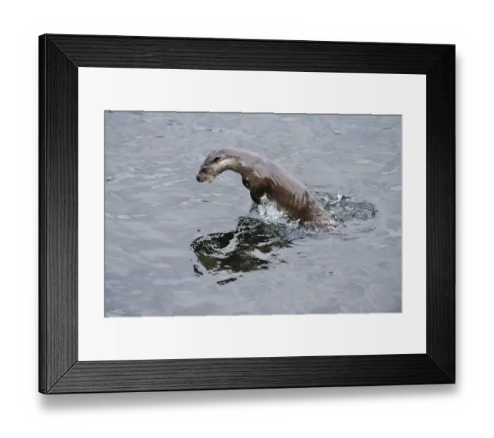 Framed Print : Juvenile European river otter (Lutra lutra) fishing by porpoising, River Tweed, Scotland Framed Print : Juvenile European river otter (Lutra lutra) fishing by porpoising, River Tweed, Scotland