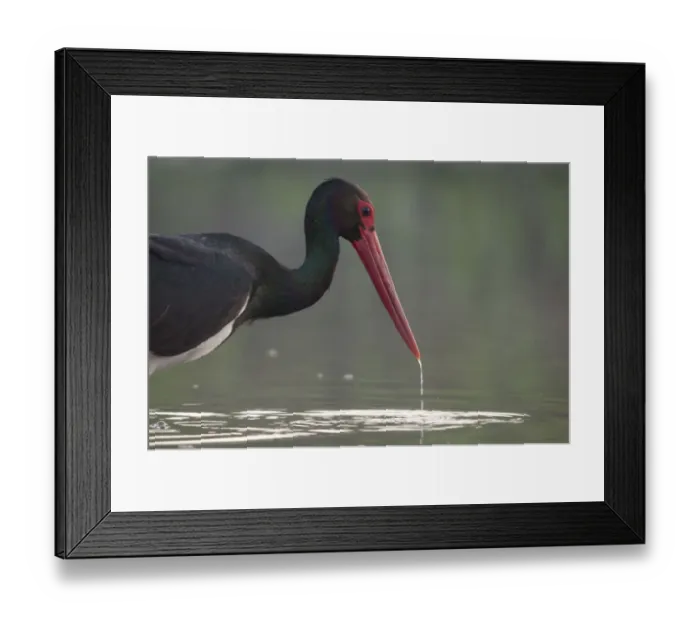 Framed Print : Black stork (Ciconia nigra) fishing, Fisher pond, Prypiat area, Belarus, June 2009 Framed Print : Black stork (Ciconia nigra) fishing, Fisher pond, Prypiat area, Belarus, June 2009