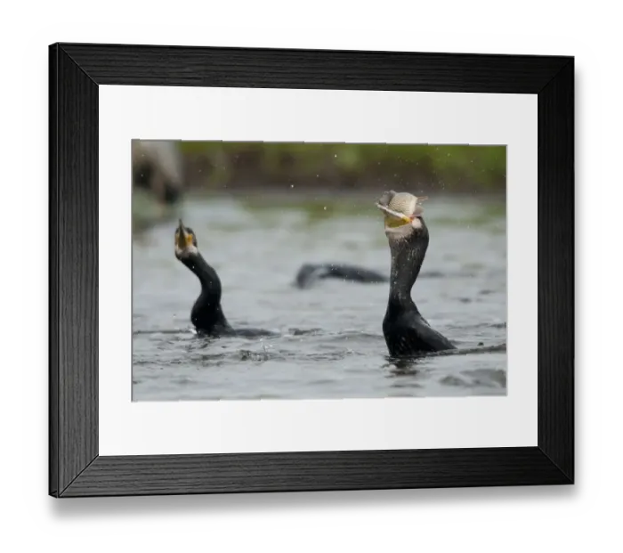 Framed Print : Great cormorant (Phalacrocorax carbo) swallowing fish, Fisher pond, Prypiat area Framed Print : Great cormorant (Phalacrocorax carbo) swallowing fish, Fisher pond, Prypiat area