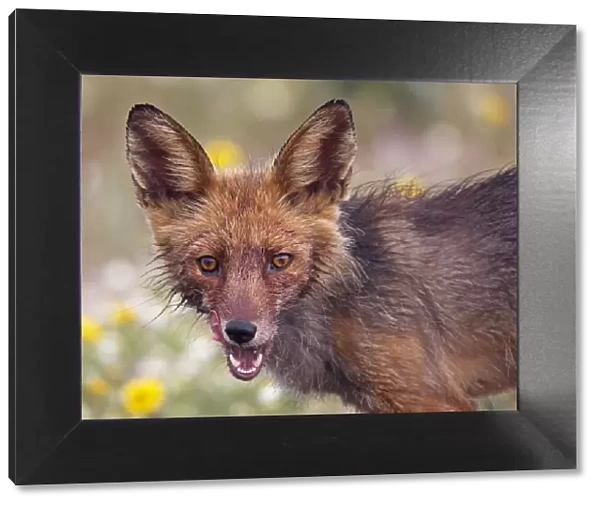 Red fox (Vulpes vulpes) portrait, Extremadura, Spain, April 2009