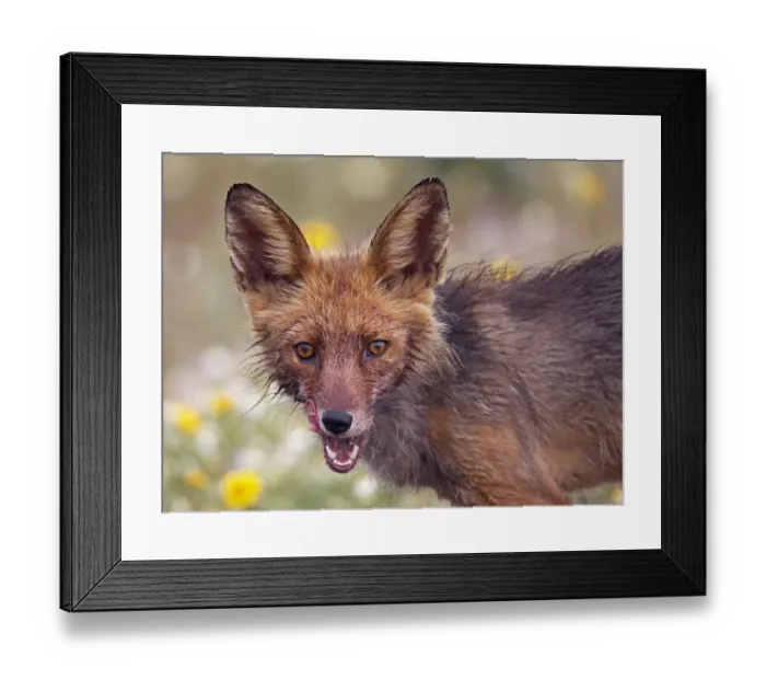 Framed Print : Red fox (Vulpes vulpes) portrait, Extremadura, Spain, April 2009 Framed Print : Red fox (Vulpes vulpes) portrait, Extremadura, Spain, April 2009