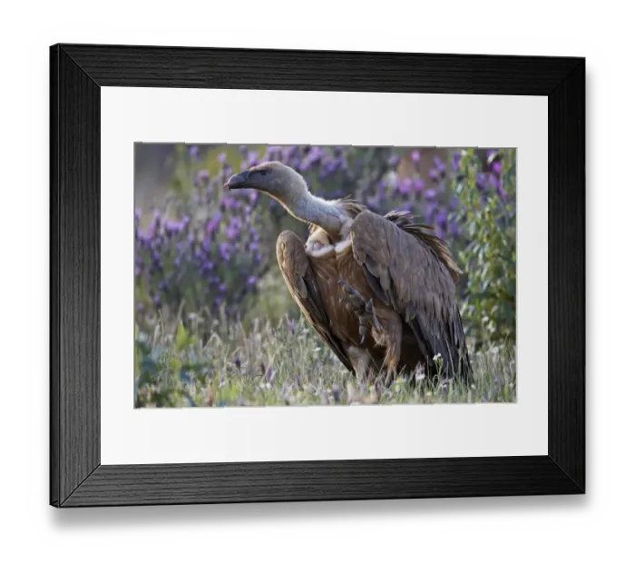 Framed Print : Griffon vulture (Gyps fulvus) lifting leg with small piece of flesh on beak, Extremadura Framed Print : Griffon vulture (Gyps fulvus) lifting leg with small piece of flesh on beak, Extremadura