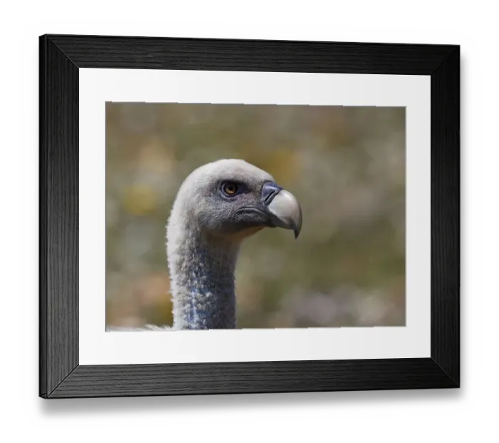 Framed Print : Griffon vulture (Gyps fulvus) head portrait, Extremadura, Spain, April 2009 Framed Print : Griffon vulture (Gyps fulvus) head portrait, Extremadura, Spain, April 2009
