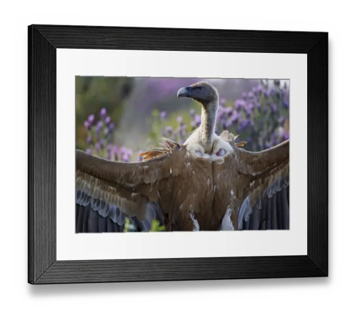 Framed Print : Griffon vulture (Gyps fulvus) with wings stretched out, Extremadura, Spain, April 2009 Framed Print : Griffon vulture (Gyps fulvus) with wings stretched out, Extremadura, Spain, April 2009