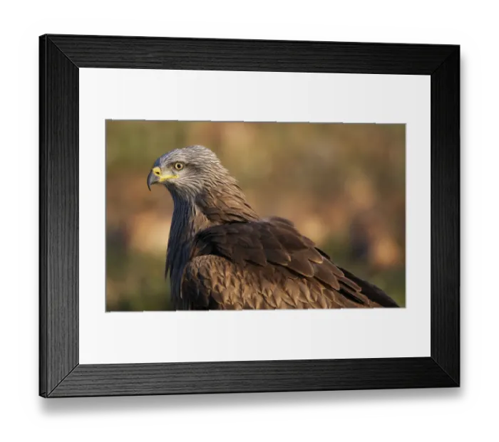 Framed Print : Black kite (Milvus migrans) portrait, Extremadura, Spain, April 2009 Framed Print : Black kite (Milvus migrans) portrait, Extremadura, Spain, April 2009