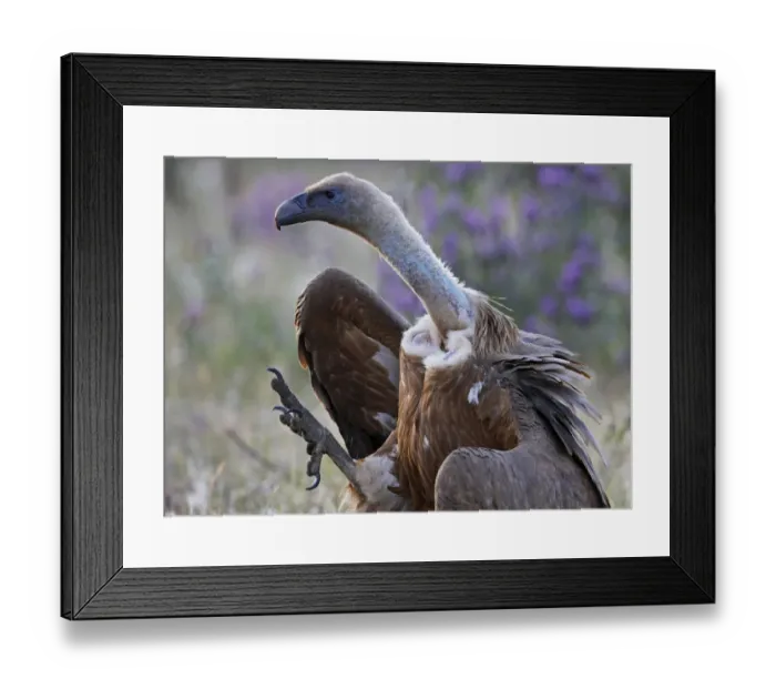Framed Print : Griffon vulture (Gyps fulvus) walking, foot raised, Extremadura, Spain, April 2009 Framed Print : Griffon vulture (Gyps fulvus) walking, foot raised, Extremadura, Spain, April 2009
