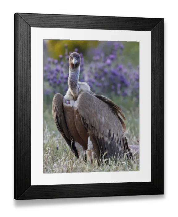 Framed Print : Griffon vulture (Gyps fulvus) portrait, Extremadura, Spain, April 2009 Framed Print : Griffon vulture (Gyps fulvus) portrait, Extremadura, Spain, April 2009