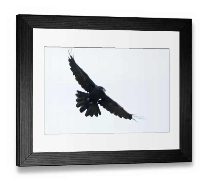 Framed Print : Raven (Corvus corax) in flight carrying food, Fisher pond, Prypiat area, Belarus Framed Print : Raven (Corvus corax) in flight carrying food, Fisher pond, Prypiat area, Belarus