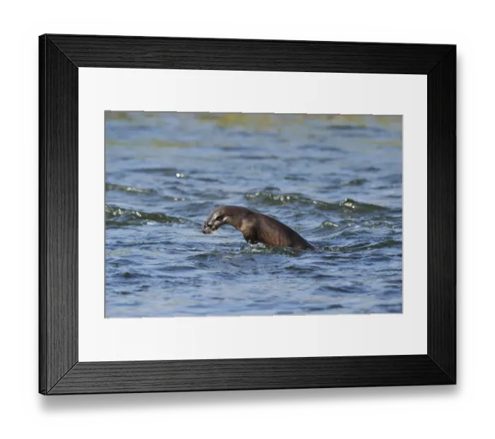 Framed Print : Juvenile European river otter (Lutra lutra) fishing by porpoising, River Tweed, Scotland Framed Print : Juvenile European river otter (Lutra lutra) fishing by porpoising, River Tweed, Scotland