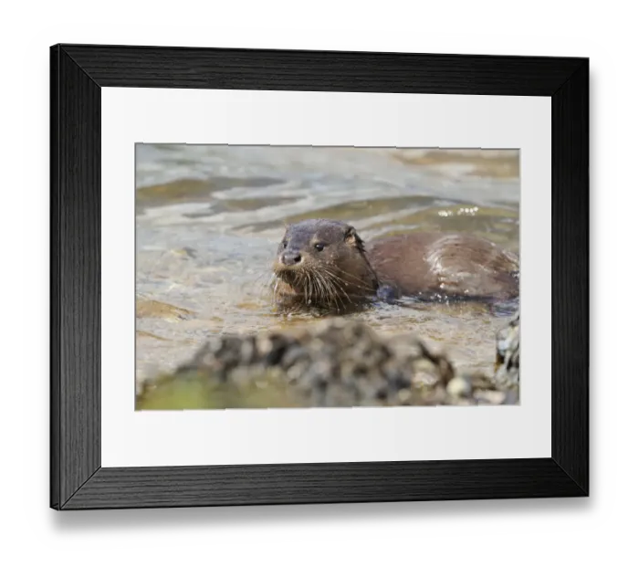 Framed Print : Juvenile European river otter (Lutra lutra) close to shore, Loch Sunart, Scotland
