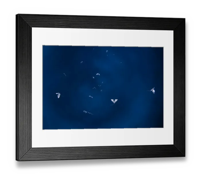 Framed Print : Insects in flight at dusk over the Prypiat river, Belarus, June 2009 Framed Print : Insects in flight at dusk over the Prypiat river, Belarus, June 2009