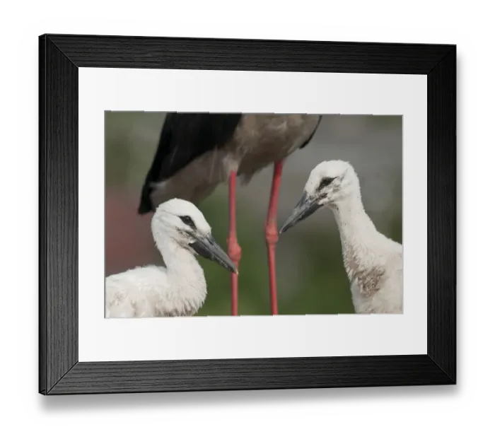 Framed Print : White stork (Ciconia ciconia) chicks by parent, Prypiat area, Turov, Belarus, June 2009