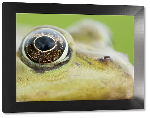 European edible frog (Rana esculenta) close-up of head showing eye, Prypiat area