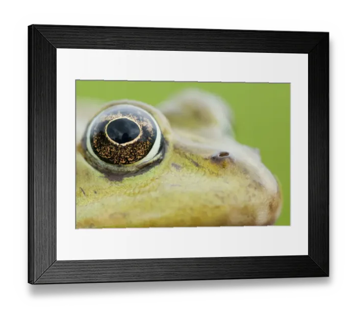 Framed Print : European edible frog (Rana esculenta) close-up of head showing eye, Prypiat area Framed Print : European edible frog (Rana esculenta) close-up of head showing eye, Prypiat area