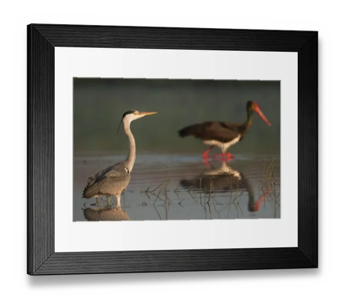 Framed Print : Grey heron (Ardea cinerea) and a Black stork (Ciconia nigra) in water, Fisher pond Framed Print : Grey heron (Ardea cinerea) and a Black stork (Ciconia nigra) in water, Fisher pond