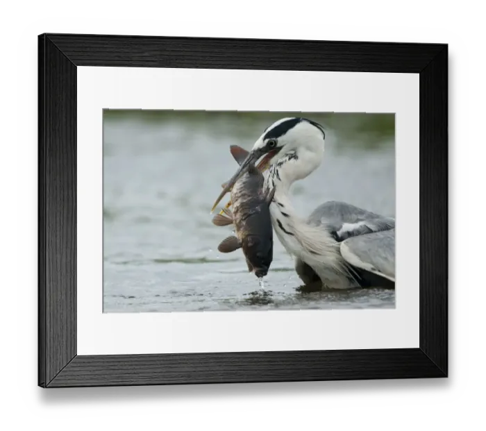 Framed Print : Grey heron (Ardea cinerea) catching a fish, Fisher pond, Prypiat area, Belarus, June 2009 Framed Print : Grey heron (Ardea cinerea) catching a fish, Fisher pond, Prypiat area, Belarus, June 2009