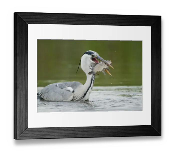 Framed Print : Grey heron (Ardea cinerea) in water holding a fish, Fisher pond, Prypiat area, Belarus Framed Print : Grey heron (Ardea cinerea) in water holding a fish, Fisher pond, Prypiat area, Belarus