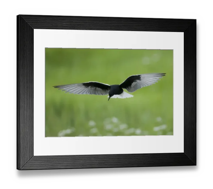 Framed Print : White winged black tern (Chlidonias leucopterus) in flight, Prypiat river, Belarus Framed Print : White winged black tern (Chlidonias leucopterus) in flight, Prypiat river, Belarus