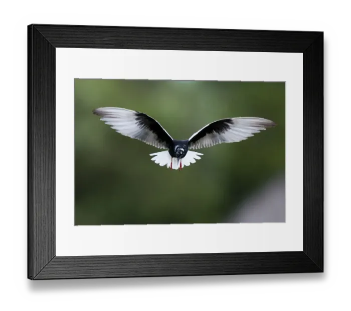 Framed Print : White winged black tern (Chlidonias leucopterus) in flight, Prypiat river, Belarus Framed Print : White winged black tern (Chlidonias leucopterus) in flight, Prypiat river, Belarus