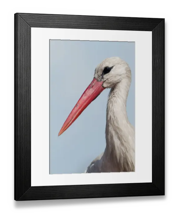 Framed Print : White stork (Ciconia ciconia) portrait, Prypiat area, Turov, Belarus, June 2009 Framed Print : White stork (Ciconia ciconia) portrait, Prypiat area, Turov, Belarus, June 2009
