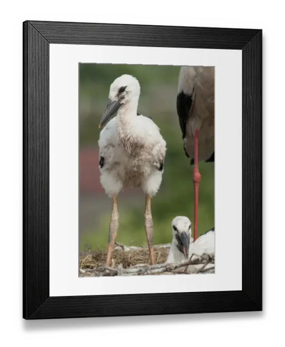 Framed Print : Two White stork (Ciconia ciconia) chicks in nest, Prypiat area, Turov, Belarus, June 2009