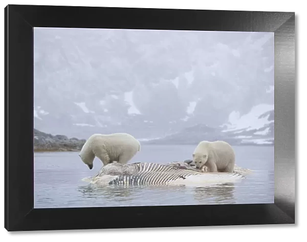 Two Polar bears (Ursus maritimus) feeding on dead whale carcass, Svalbard, Norway