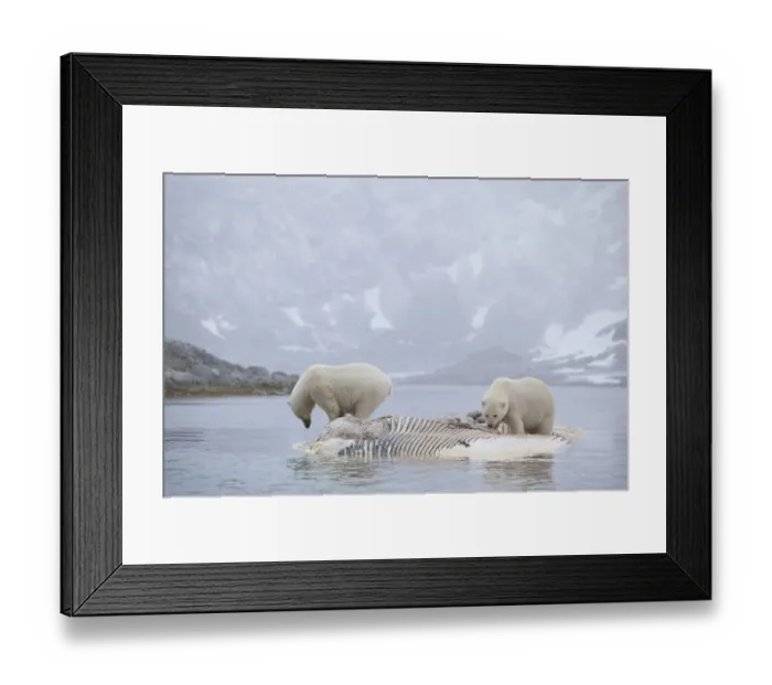 Framed Print : Two Polar bears (Ursus maritimus) feeding on dead whale carcass, Svalbard, Norway Framed Print : Two Polar bears (Ursus maritimus) feeding on dead whale carcass, Svalbard, Norway