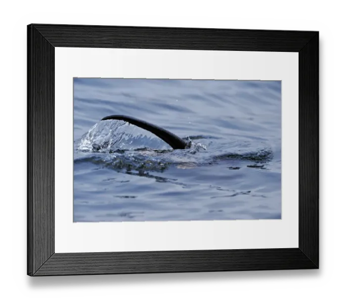 Framed Print : European river otter (Lutra lutra) hunting in sea, tail above water, Ardnamurchan Framed Print : European river otter (Lutra lutra) hunting in sea, tail above water, Ardnamurchan
