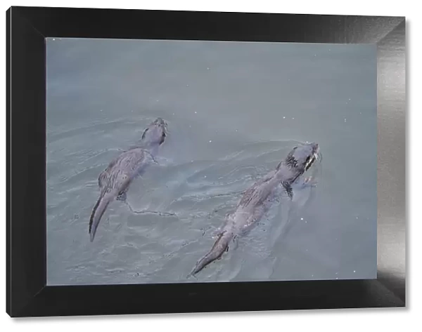 Juvenile European river otters (Lutra lutra) fishing in River Tweed, Scotland, February