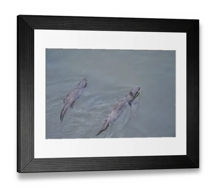 Framed Print : Juvenile European river otters (Lutra lutra) fishing in River Tweed, Scotland, February Framed Print : Juvenile European river otters (Lutra lutra) fishing in River Tweed, Scotland, February