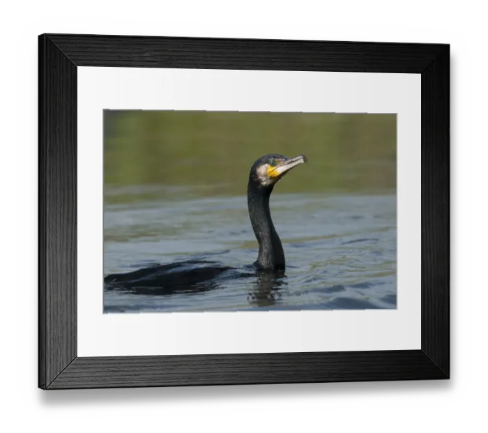 Framed Print : Great cormorant (Phalacrocorax carbo) on water, Fisher pond, Prypiat area, Belarus Framed Print : Great cormorant (Phalacrocorax carbo) on water, Fisher pond, Prypiat area, Belarus