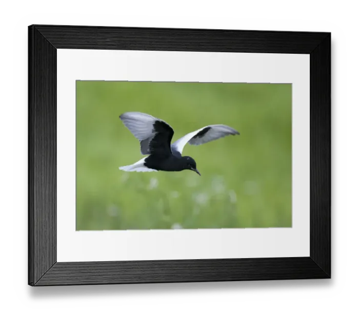 Framed Print : White winged black tern (Chlidonias leucopterus) in flight, Prypiat river, Belarus Framed Print : White winged black tern (Chlidonias leucopterus) in flight, Prypiat river, Belarus
