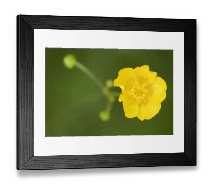 Framed Print : (Ranunculus sp) flower, Prypiat area, Belarus, June 2009 Framed Print : (Ranunculus sp) flower, Prypiat area, Belarus, June 2009