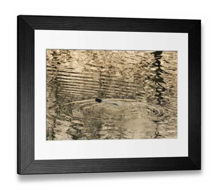 Framed Print : Silhouette of European river otter (Lutra lutra) swimming in the River Tweed at dusk Framed Print : Silhouette of European river otter (Lutra lutra) swimming in the River Tweed at dusk