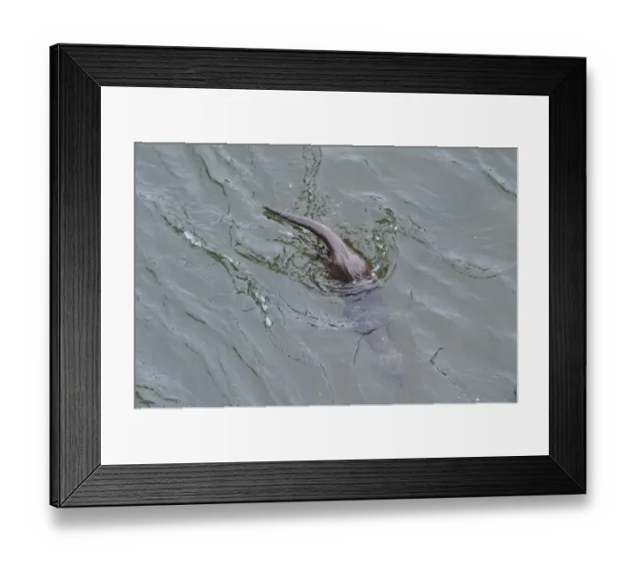 Framed Print : European river otter (Lutra lutra) diving to forage in the River Tweed, Scotland Framed Print : European river otter (Lutra lutra) diving to forage in the River Tweed, Scotland