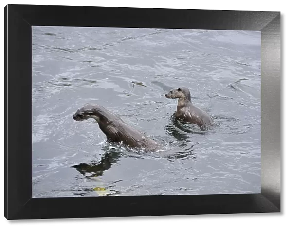 Two juvenile European river otters (Lutra lutra) fishing  /  foraging by porpoising
