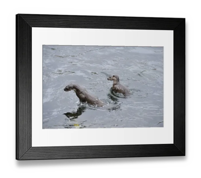 Framed Print : Two juvenile European river otters (Lutra lutra) fishing / foraging by porpoising Framed Print : Two juvenile European river otters (Lutra lutra) fishing / foraging by porpoising