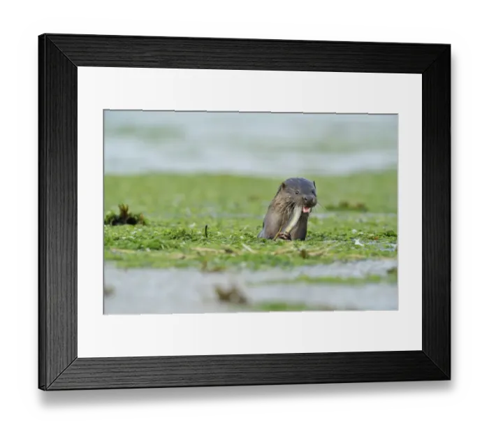 Framed Print : European river otter (Lutra lutra) feeding on eel in estuary of River Tweed, Northumberland Framed Print : European river otter (Lutra lutra) feeding on eel in estuary of River Tweed, Northumberland