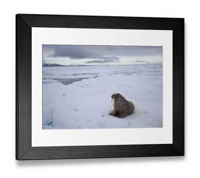 Framed Print : Walrus (Odobenus rosmarus) on sea ice, Svalbard, Norway, August 2009 Framed Print : Walrus (Odobenus rosmarus) on sea ice, Svalbard, Norway, August 2009