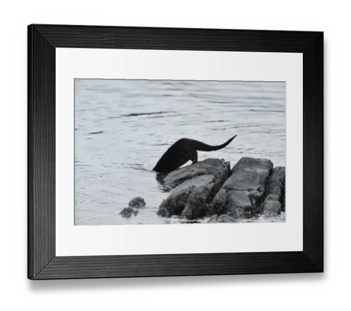 Framed Print : European river otter (Lutra lutra) entering sea from rocks, Ardnamurchan, Scotland Framed Print : European river otter (Lutra lutra) entering sea from rocks, Ardnamurchan, Scotland