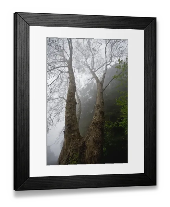 Framed Print : Plane tree (Platanus sp) in mist, Ribeiro Frio area, Madeira, March 2009 Framed Print : Plane tree (Platanus sp) in mist, Ribeiro Frio area, Madeira, March 2009